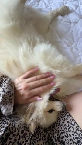 A person's hand with pink-tipped fingernails pets the belly of a fluffy white dog lying on its back. The dog has light brown eyes and is looking towards the camera. The person is wearing a leopard-print garment. The dog is positioned on a white quilted surface, possibly a bed.