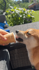 Shiba Inu enjoys ice cream treat in Carnikava, Latvia