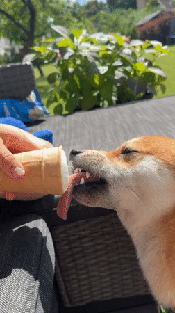 Shiba Inu enjoys ice cream treat in Carnikava, Latvia