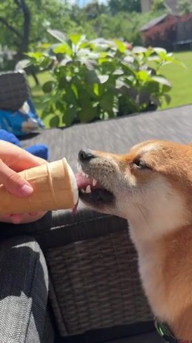 Shiba Inu enjoys ice cream treat in Carnikava, Latvia