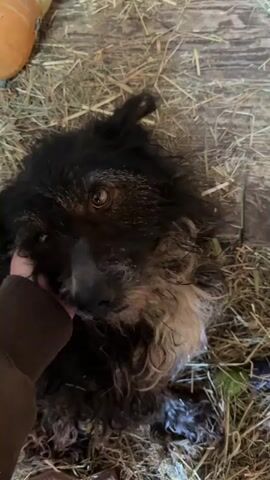 The video shows a close-up of a medium-sized dog with black and grey fur lying on a bed of dry hay. A person's hand, wearing a brown sleeve, is gently petting the dog's face and neck. The dog is looking towards the camera with one eye clearly visible.  A small, orange pumpkin is partially visible in the upper left corner of the frame. The dog appears relaxed and calm.