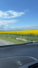 Motorist films yellow fields under blue skies near Ravda
