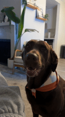 Chocolate Labrador spotted around Los Angeles during early morning hours
