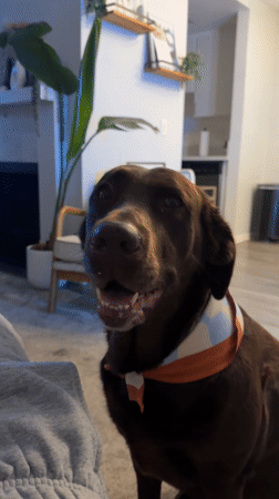 Chocolate Labrador spotted around Los Angeles during early morning hours