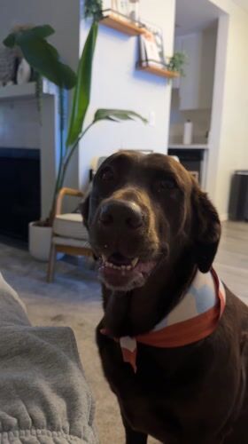 Chocolate Labrador spotted around Los Angeles during early morning hours
