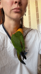 Woman interacts with colorful bird indoors in Khimki