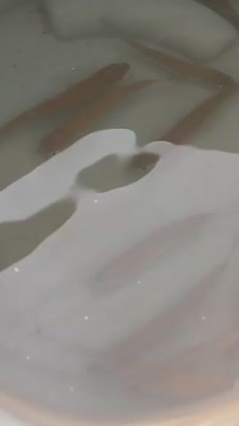 The video shows a close-up view of several small, pale fish swimming in murky water. The fish are elongated and appear to be young or a specific breed that remains small. The water itself seems cloudy, with some areas of lighter, possibly foamy, texture. The light source is not clearly visible, but the overall illumination suggests it's daytime. There is no discernible text in the video. The setting appears to be a container or a shallow body of water, possibly for aquaculture or a temporary holding of fish. The activity is simply the fish swimming and interacting within their environment. There are no humans or distinct objects other than the fish and the water. The emotions conveyed are neutral, focusing on the natural behavior of the fish.