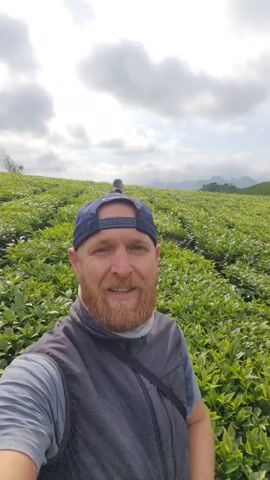 A man wearing a navy blue baseball cap, grey t-shirt, and black vest, with a reddish beard, is taking a selfie video. He is standing in a lush green tea plantation, with rows of tea bushes stretching into the distance. Another person walks further into the tea plantation, on a dirt path. The sky is cloudy, and in the background, mountains are visible. The man smiles at the camera.