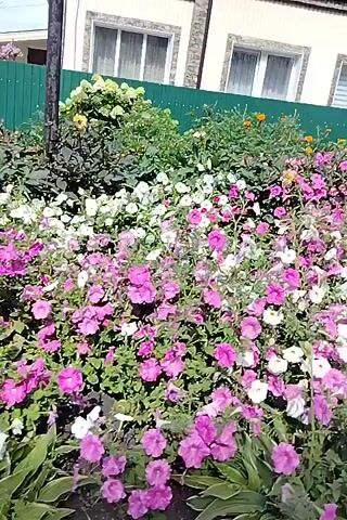 A garden bed filled with flowers in pink, white, and purple is shown in the video. The flowers are in full bloom and appear to be petunias. In the background, there is a fence, a house with windows, and some trees. The video is shaky and appears to be filmed by someone walking through the garden.