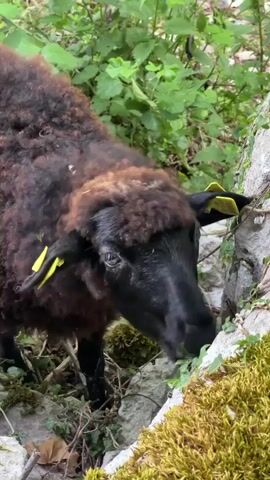 A sheep with black legs, face, and ears with yellow tags, and a brown curly coat, is standing in a rocky, vegetated area and eating something between the rocks. The sheep bleats.