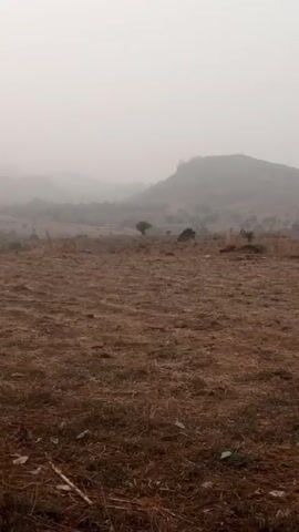 The video shows a brown, barren landscape in Niger State, Nigeria, partially obscured by a thick fog. In the distance are mountain ranges, also veiled by the fog. Two trees stand in the foreground, their green leaves providing a contrast to the dry ground.