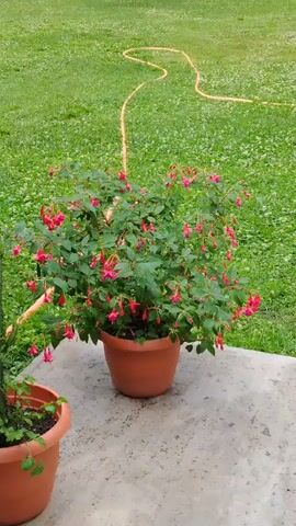 The media file shows an outdoor scene in Oghuz, Azerbaijan. The main subject is a potted fuchsia plant with numerous pink and red bell-shaped flowers. The plant is positioned on a concrete surface. To the left of the fuchsia plant, another potted plant, possibly a succulent or cactus, is partially visible. In the background, a lush green lawn stretches out, with an orange garden hose snaking across it. The lighting suggests it is daytime, possibly overcast or late afternoon, as there are no harsh shadows. The setting appears to be a garden or a yard, with the lawn indicating a well-maintained outdoor space. The overall mood is serene and tranquil, highlighting the natural beauty of the flowering plant and the peacefulness of the environment. There is no visible text in the media file.