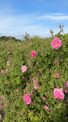 Pink rose field captured in bloom in Strelcha, Bulgaria