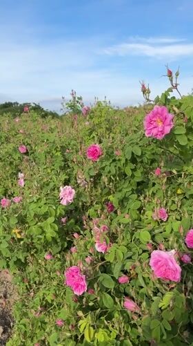 Pink rose field captured in bloom in Strelcha, Bulgaria