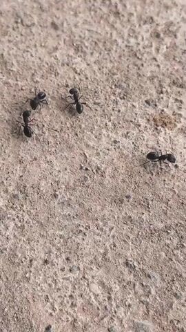 A close-up, eye-level shot shows five black ants on a rough, concrete-like surface. Four ants are clustered together in the upper left quadrant of the frame, and one ant is isolated in the lower right quadrant. The ants are dark and slender, with segmented bodies and antennae. The surface they are on is textured and appears dry. The lighting is natural, casting faint shadows.