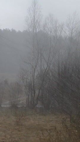 The video presents a view of a misty landscape. In the foreground is an expanse of dry, brown grass with scattered shrubbery. A stream or puddle of water is visible among the vegetation. Midground features several slender trees with bare branches silhouetted against the dense fog. The background shows a line of taller trees partially obscured by the fog. There are power lines visible stretching across the scene.  A brief sound occurs at the beginning of the video.