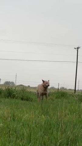 The video shows two dogs in a grassy field on a cloudy day. One dog is light brown and the other is black. The brown dog is standing in the tall grass, looks around, and then walks away. The black dog runs through the grass after the brown dog. There is a chain link fence with shrubs and a power pole in the background.