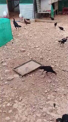 The video shows a flock of chickens in a dusty, outdoor enclosure. The ground is covered with loose dirt and small rocks. Several chickens are visible, mostly black and brown, with a few white ones mixed in. Some chickens are pecking at the ground, presumably looking for food. There is a metal tray filled with feed in the foreground. In the background, there are some simple structures that appear to be animal shelters or coops, constructed from wood and corrugated metal. A green net is draped over part of the enclosure. The lighting suggests it is daytime. There are no humans visible in the video. The chickens are actively foraging and moving around the space.