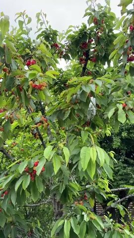 This video shows a cherry tree laden with ripening cherries. The camera pans slowly, revealing clusters of red and yellow-orange cherries hanging from branches among green leaves. The sky above is overcast. Many of the leaves have brown spots, and some appear to be yellowing. A piece of reflective material, possibly aluminum foil, is tied to one of the branches, likely to deter birds from eating the fruit. The cherries are in various stages of ripeness, with some still partially green and others fully red. A dark green fence or dense foliage is visible in the background, suggesting an outdoor setting like a garden or orchard in Pchelnik, Bulgaria.