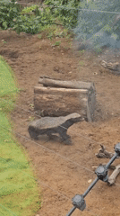 Early morning honey badger observations at Moscow Zoo