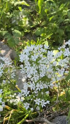 The video shows a cluster of white flowers with green stems and leaves in a natural setting. The flowers have five petals and small white dots at the center. The plants are surrounded by other greenery and a few rocks. The light is bright and sunny.