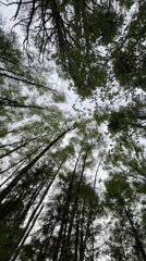 Witness documents managed birch forest in Moscow under overcast skies