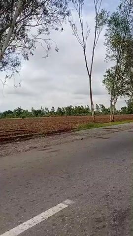 This is a video capturing a drive on a paved road with a brown field to the left, suggesting agricultural land. Several trees line the edge of the field, some with sparse leaves and others with full canopies. The sky is overcast with white clouds, indicating a cloudy day, possibly humid. The road has a white line marking one lane. There are no people or specific objects visible besides the trees and the natural landscape. The overall scene conveys a sense of travel through a rural or semi-rural area in Nigeria, likely during daylight hours given the illumination. The activity is simply driving or being transported along the road, with the camera providing a view of the passing scenery. There is no visible text in the video.