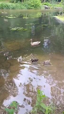 A mother duck and her ducklings are swimming in a pond. The mother duck is light brown and the ducklings are dark brown. They are swimming in a group. The pond is surrounded by trees and grass.