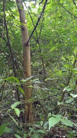 The video shows a monkey moving through a dense forest environment. The monkey is primarily black and appears to be climbing or moving along branches. The surrounding foliage is lush and green, with sunlight filtering through the leaves. The camera is handheld and appears to be moving slightly, following the monkey's movements. The overall scene is one of a wild animal in its natural habitat.