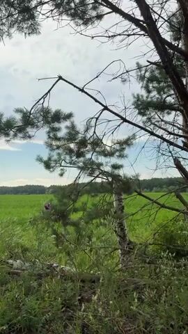 The video shows a stationary camera looking at a rural landscape. In the foreground, there are trees and tall grass. In the background, there is a green field and a forest. The sky is cloudy with patches of blue. The camera pans slightly to the right, showing different parts of the landscape. There are no people or animals visible in the video. The overall scene is peaceful and natural.