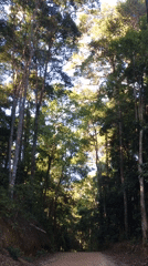 Tropical forest landscape documented in Ban Tai Subdistrict, Thailand