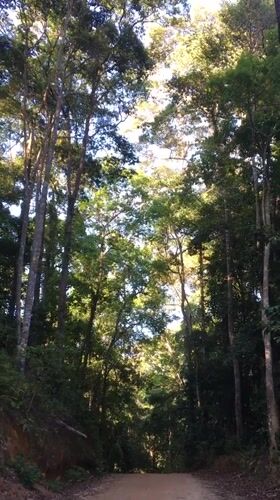 Tropical forest landscape documented in Ban Tai Subdistrict, Thailand