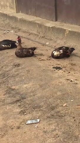 Three ducks are resting on a dirt path next to a concrete curb. The ducks are dark brown with some white markings. They have red caruncles around their eyes and on their beaks. The one in the center is facing the camera. In the background, there is a wall with two large brown doors. The ground is dusty and there is some debris scattered around.