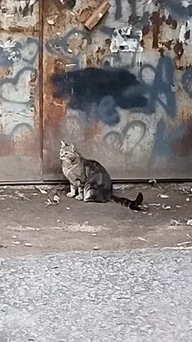 A medium shot video shows a tabby cat sitting on the ground in front of a rusty metal garage door covered in graffiti. The cat is facing to the left and appears to be looking away from the camera. The ground in front of the garage door is dirt and gravel. The garage door is a dark, weathered metal with patches of rust and various graffiti tags in spray paint, including some heart shapes and a large black smudge. There are also some torn pieces of paper or posters attached to the garage door. The lighting suggests it is daytime, possibly overcast. The video is short and static, with no discernible movement other than what might be minor camera shake.