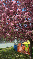 Spring blooms captured in Silistra, Bulgaria
