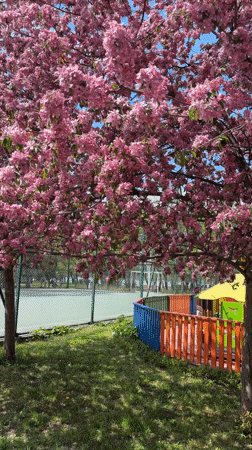 Spring blooms captured in Silistra, Bulgaria