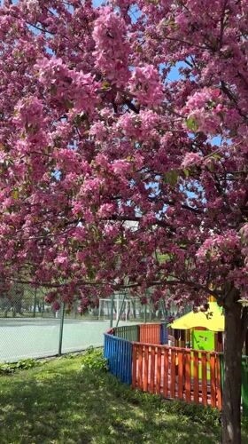 Spring blooms captured in Silistra, Bulgaria