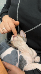 Person holds hairless cat in Mezhgorye, Russia