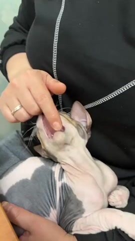 A fair-skinned person is holding a hairless cat in their lap. The person wears a black long-sleeve shirt with white decorative stitching, and gray patterned pants. The person has a silver ring on their left ring finger. They are using their right index finger to pet the cat’s face and then open the cat’s mouth. The cat is gray and white and appears to be relaxed. The background is blurry.