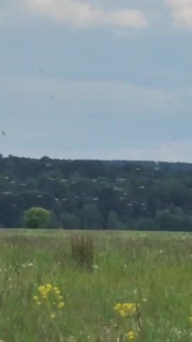 The vertical video captures a pastoral landscape in Glukhovo, Russia, under a partly cloudy, light blue sky. In the foreground, a verdant green field is filled with tall grasses and numerous small yellow wildflowers. A dense line of dark green trees, possibly a forest, stretches across the middle ground, forming a prominent horizon. A single, distinct, lighter green tree stands out in front of the darker treeline.

A large flock of white birds is actively flying across the scene, predominantly visible against the dark backdrop of the trees and extending higher into the sky. The birds appear to be circling or moving in unison, with several individuals visible at various altitudes. An off-screen speaker can be heard speaking in Russian, first questioning if the birds are herons ("Может цапли?") and then exclaiming about the quantity of gulls ("Чайки, слышь, так много!"). The video portrays a tranquil daytime outdoor scene with significant bird activity. No text is visible in the frame.