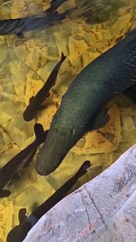 The video shows a close-up view of an aquarium with a school of fish. The largest fish is dark greenish-gray in color and has a thick, elongated body with noticeable scales. Smaller, black fish surround it, swimming in the clear water. The bottom of the aquarium is decorated with yellow and gold tiles, resembling an abstract pattern. There’s a large gray rock visible on the right side of the frame. The camera slightly zooms in and out, focusing primarily on the large fish. The lighting is bright enough to see details clearly, giving an impression of an artificial environment.