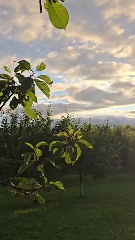 The video shows an outdoor scene, likely a garden or orchard, at sunset. The foreground features green leaves and branches hanging from the top of the frame. Below, a well-maintained lawn transitions into a line of trees. The sun is low in the sky, casting a warm glow and creating lens flares that are visible to the right of the frame. The sky is filled with a mix of clouds, some appearing bright and illuminated by the setting sun, while others are darker. The overall impression is of a peaceful, natural setting at the end of the day. There are no people or animals visible in the video.