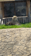 Family visits Izhevsk Zoo, views animals during morning outing