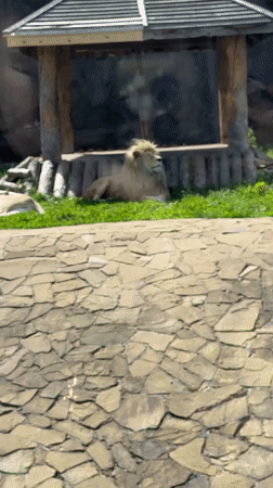 Family visits Izhevsk Zoo, views animals during morning outing