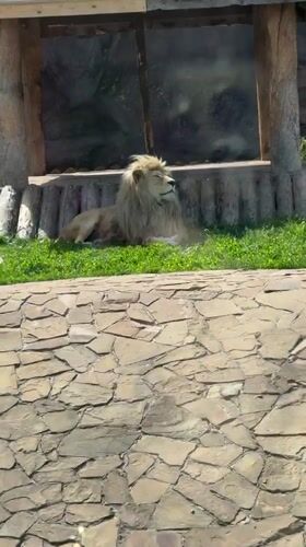 Family visits Izhevsk Zoo, views animals during morning outing
