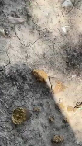 The video starts with a close-up of dog feces on dry cracked earth. The camera pans up to reveal a tree with a sign posted on it. The sign is yellow with black text and a cartoon drawing of a dog holding a waste basket. The text on the sign reads "RECOGE LAS HECES DE TU PERRO GRACIAS" which translates to "PICK UP YOUR DOG'S FECES THANKS." The background shows a residential street with cars parked along the curb.