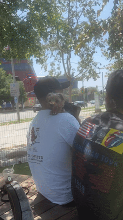 Dogs and owners enjoy sunny afternoon at West Hollywood park