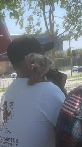 Dogs and owners enjoy sunny afternoon at West Hollywood park