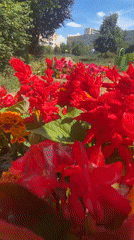 Toruń neighborhood gardens, wildlife, and residential streets on a sunny afternoon