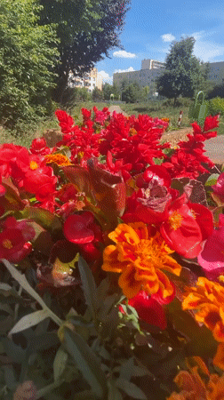 Toruń neighborhood gardens, wildlife, and residential streets on a sunny afternoon